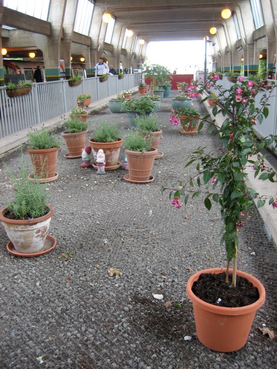 Insert another "blooming" pun here