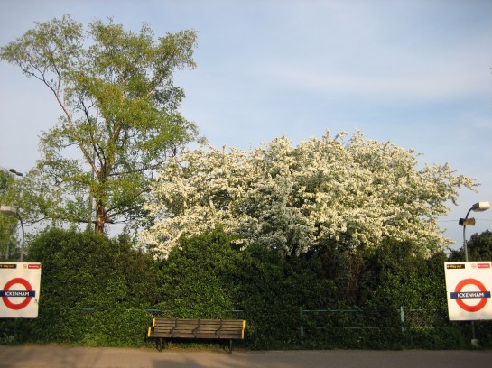 The joy of Middlesex