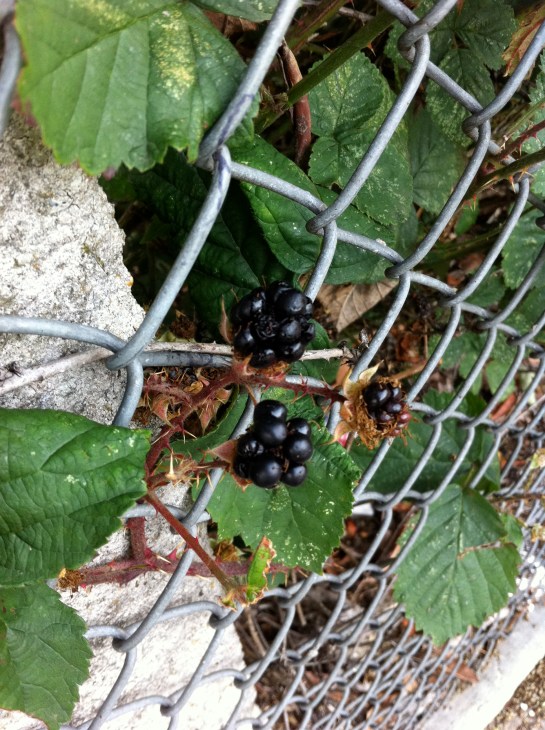 A berry peculiar practice